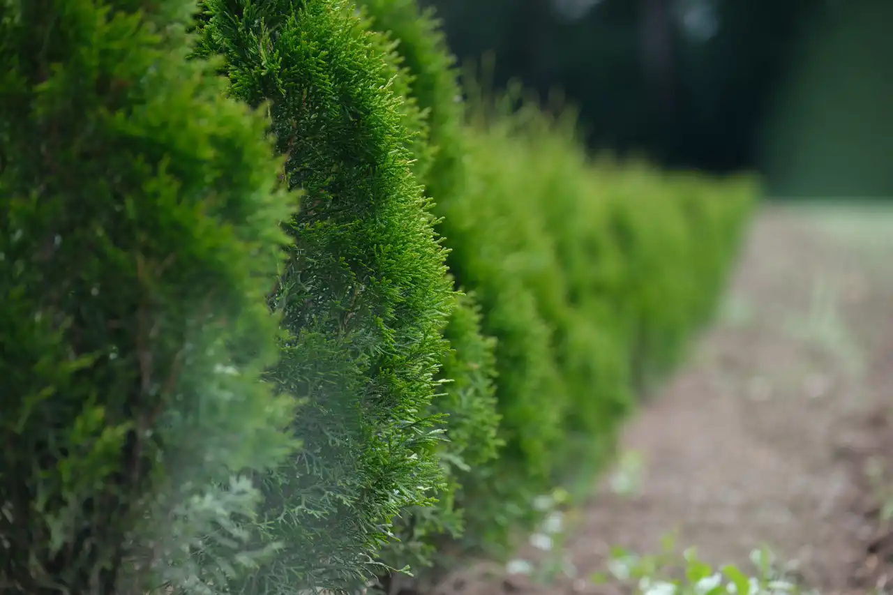plantation-haie.jpg