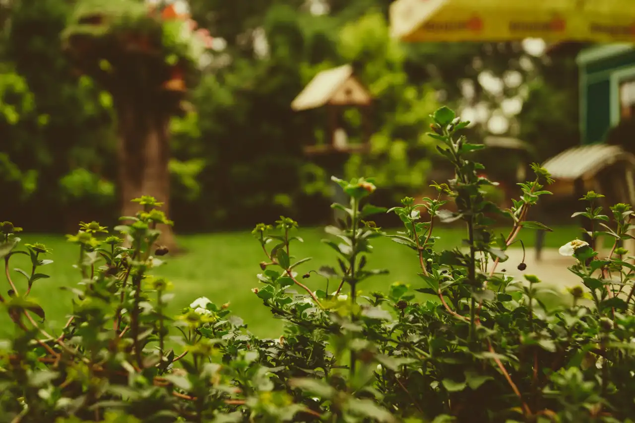 garden-martin-knize-unsplash.jpg